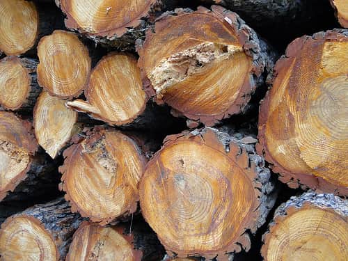 madera de castano usos 1