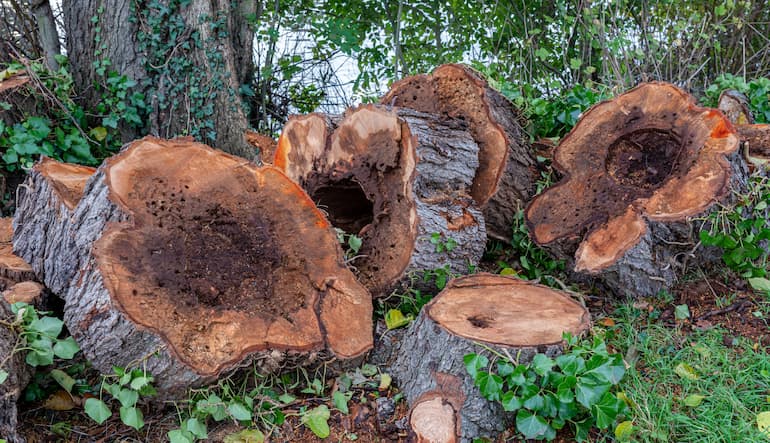 enfermedades de la madera